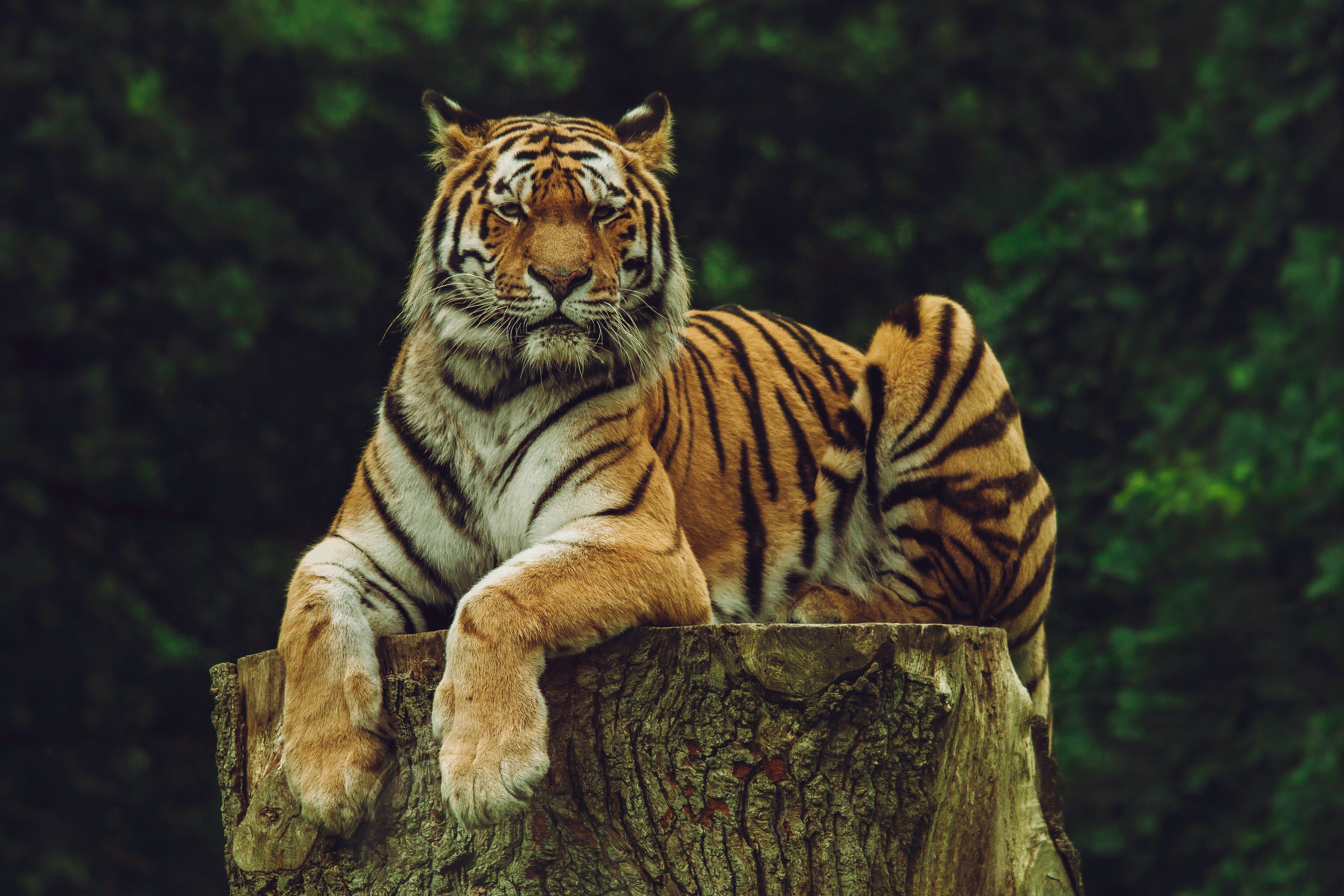 Tiger sitting on a tree stump