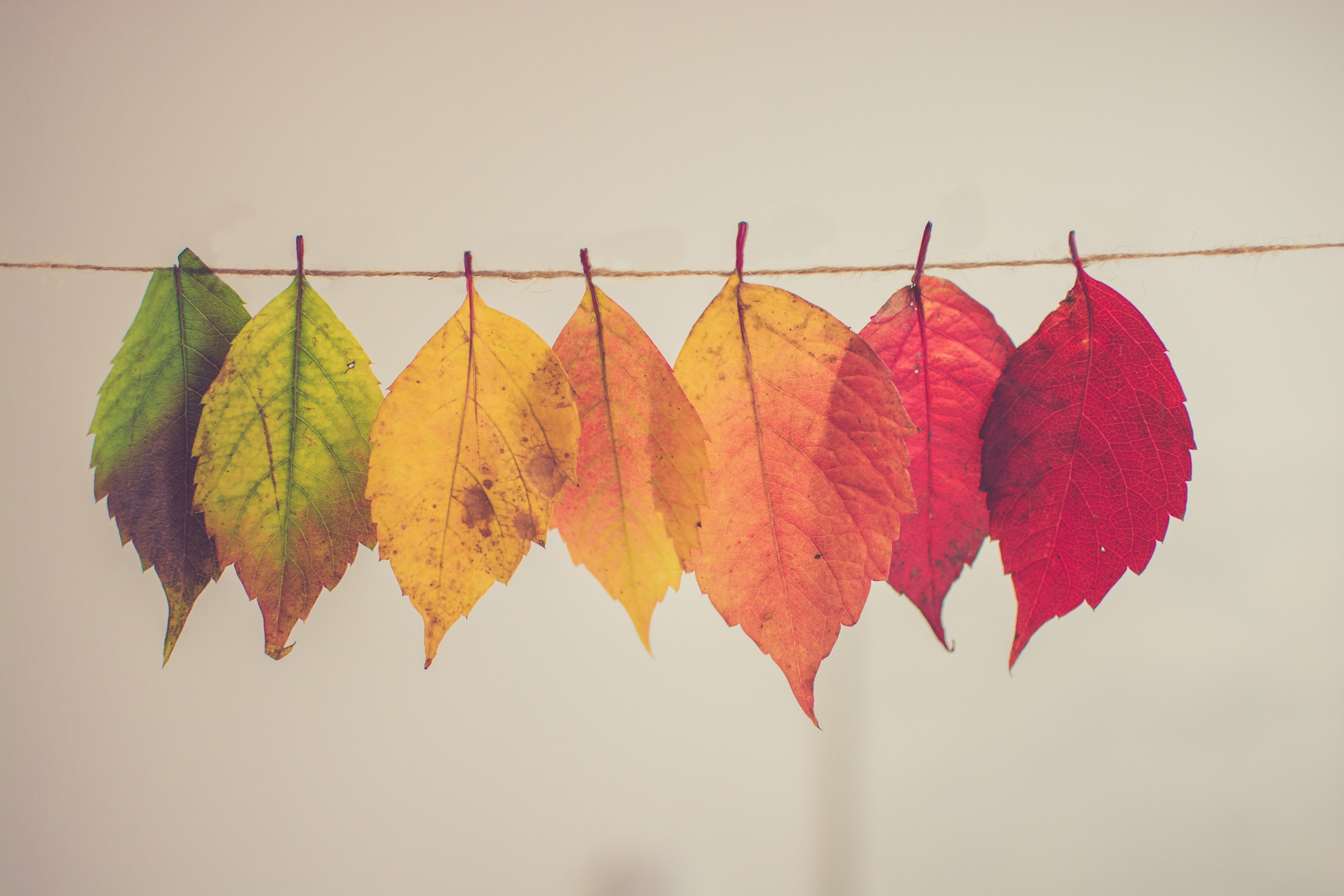 Fall photo of leaves hanging on a line